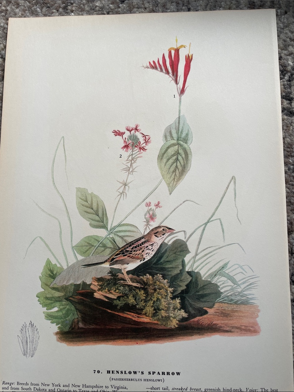 Vintage Botanical Bird Print - Henslow's Sparrow Illustration - Picture 5 of 7